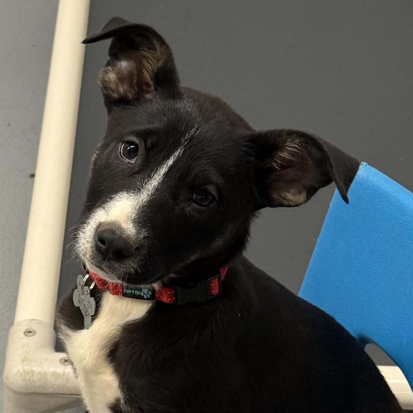 Enlarge Bubbles, a Adoptable mixed breed in Albany, NY image 1/5