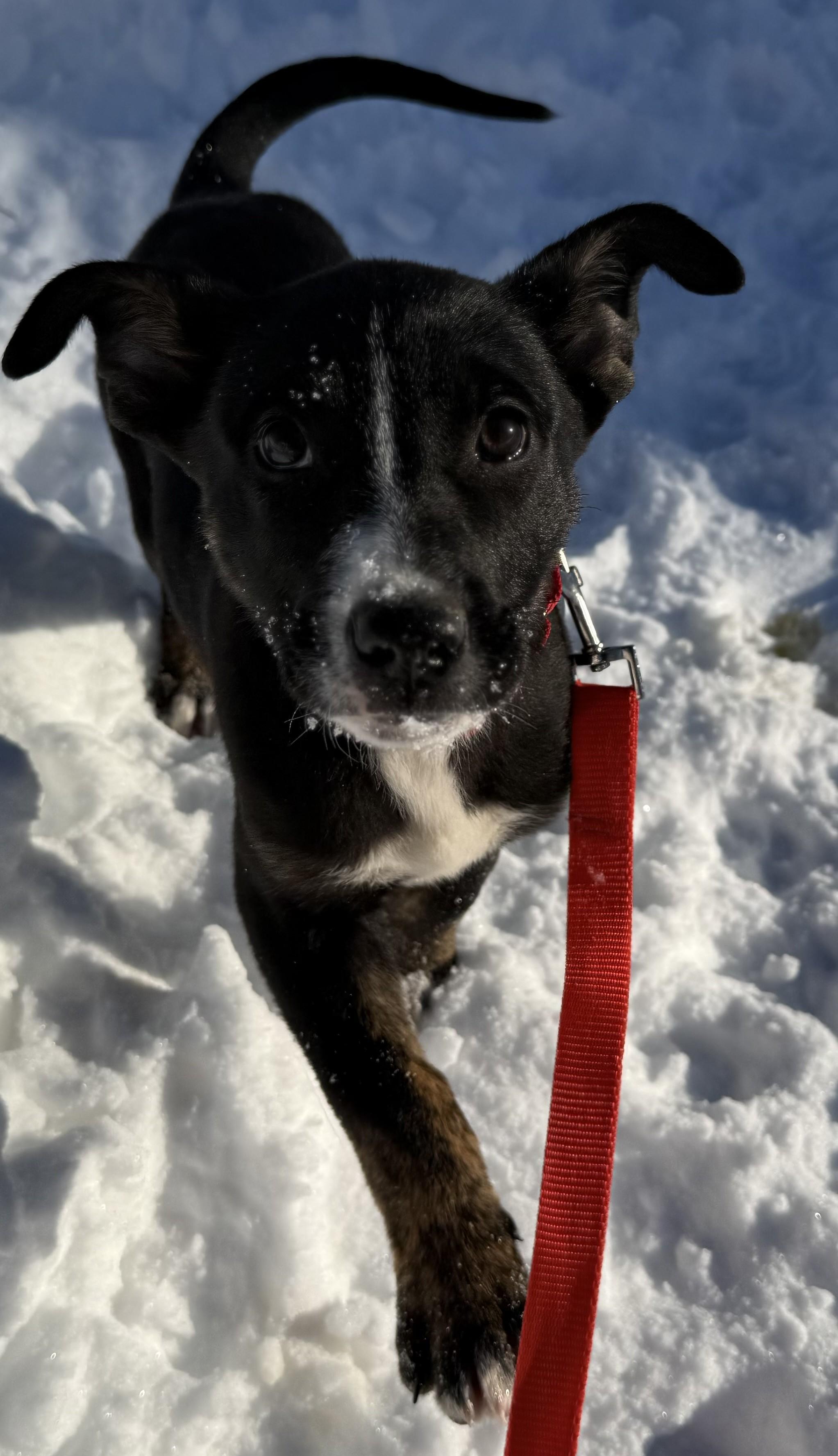 Enlarge Bubbles, a Adoptable mixed breed in Albany, NY image 2/5
