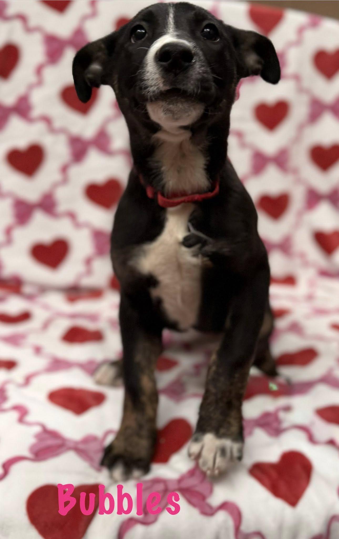 Enlarge Bubbles, a Adoptable mixed breed in Albany, NY image 5/5