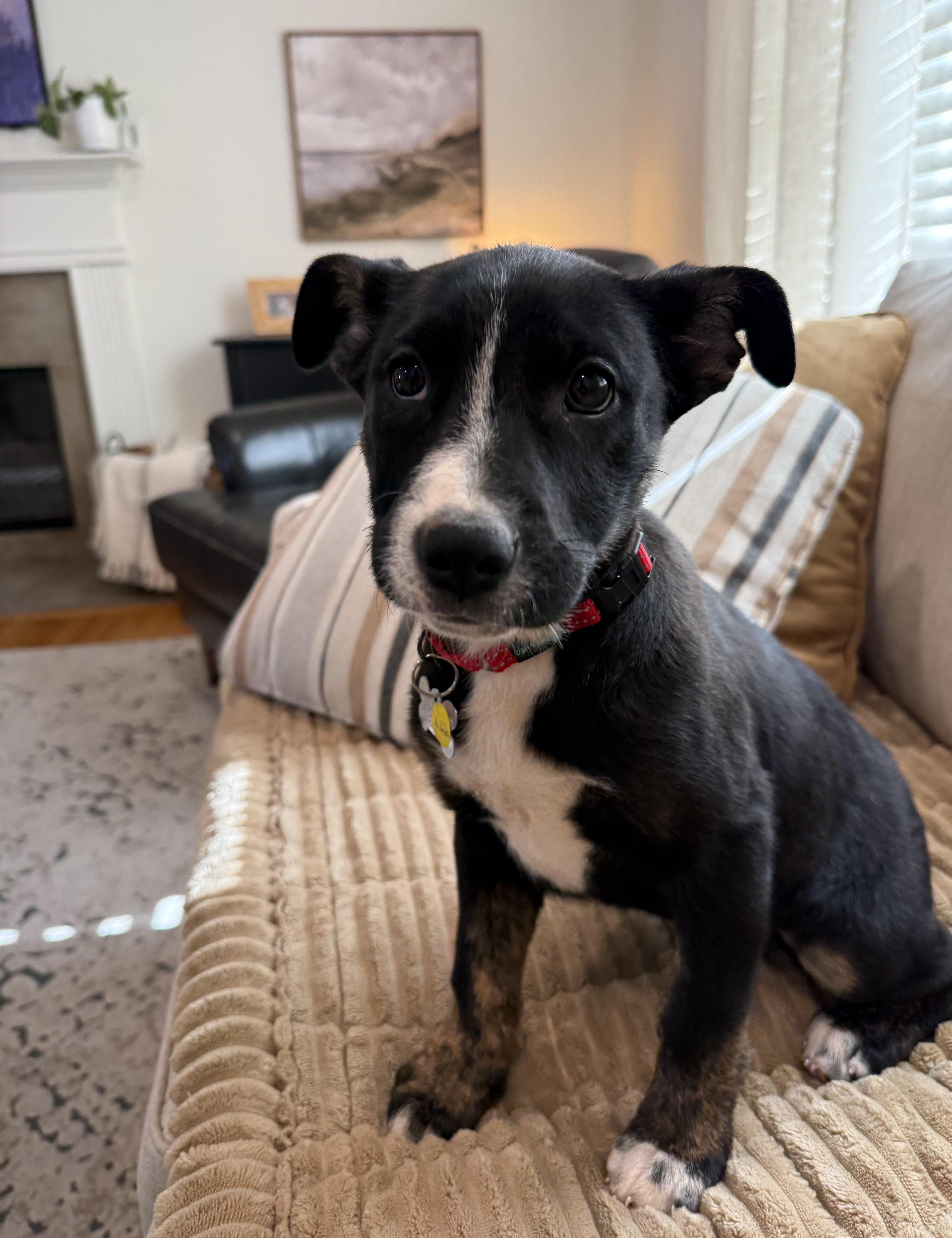 Enlarge Bubbles, a Adoptable mixed breed in Albany, NY image 3/5