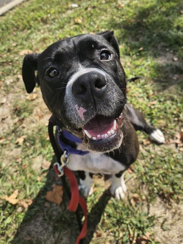 Lizzie, Adoptable, Adult Female Boxer & Bullmastiff.