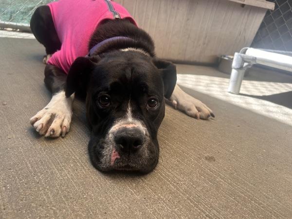 Lizzie, a Adoptable mixed breed in Oakland, NJ image 4/6