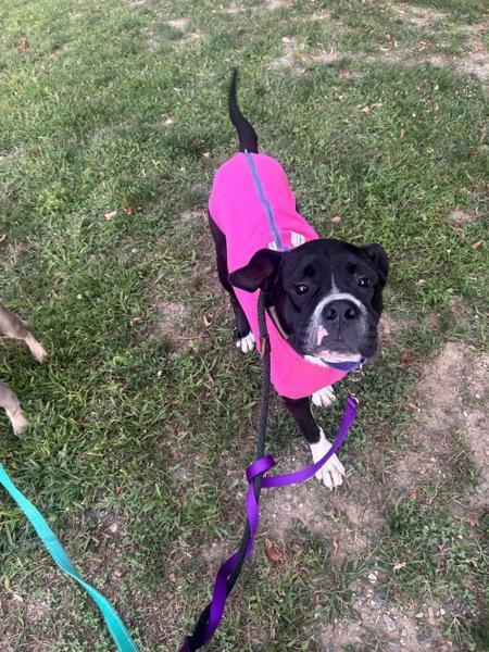 Lizzie, a Adoptable mixed breed in Oakland, NJ image 5/6