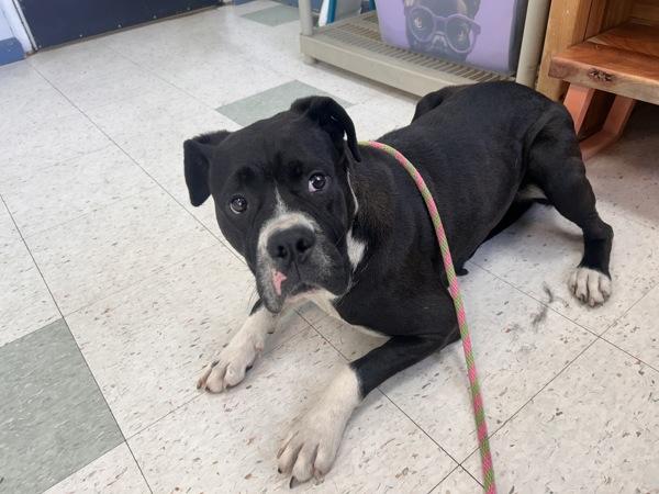 Lizzie, a Adoptable mixed breed in Oakland, NJ image 4/6