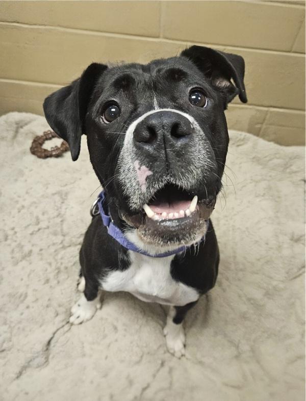 Lizzie, a Adoptable mixed breed in Oakland, NJ image 6/6