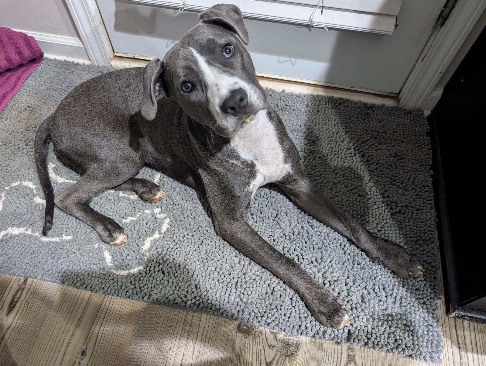 Chuck, a Adoptable Terrier in Greenville, SC image 1/3