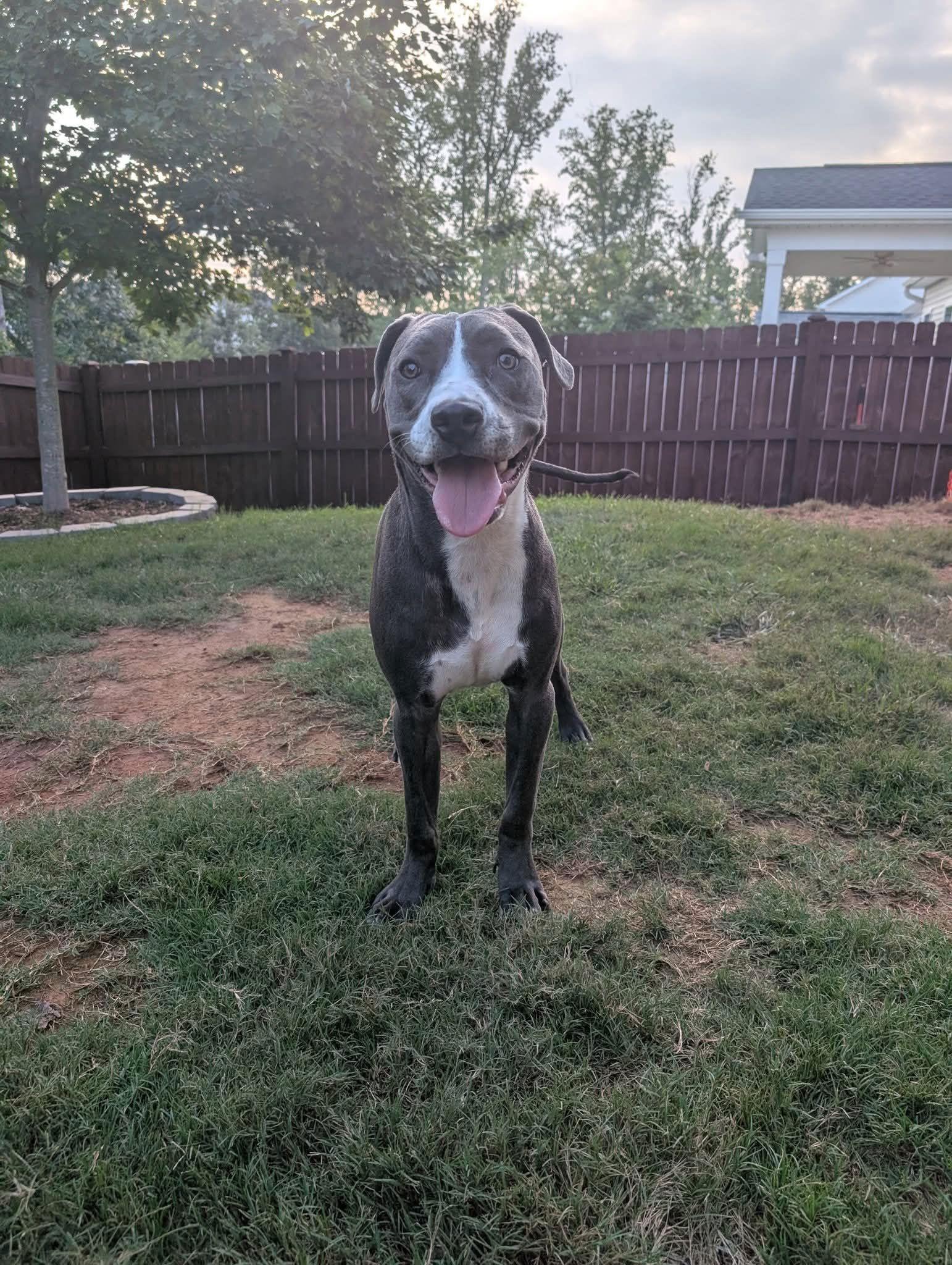 Enlarge Chuck, a Adoptable Terrier in Greenville, SC image 1/3