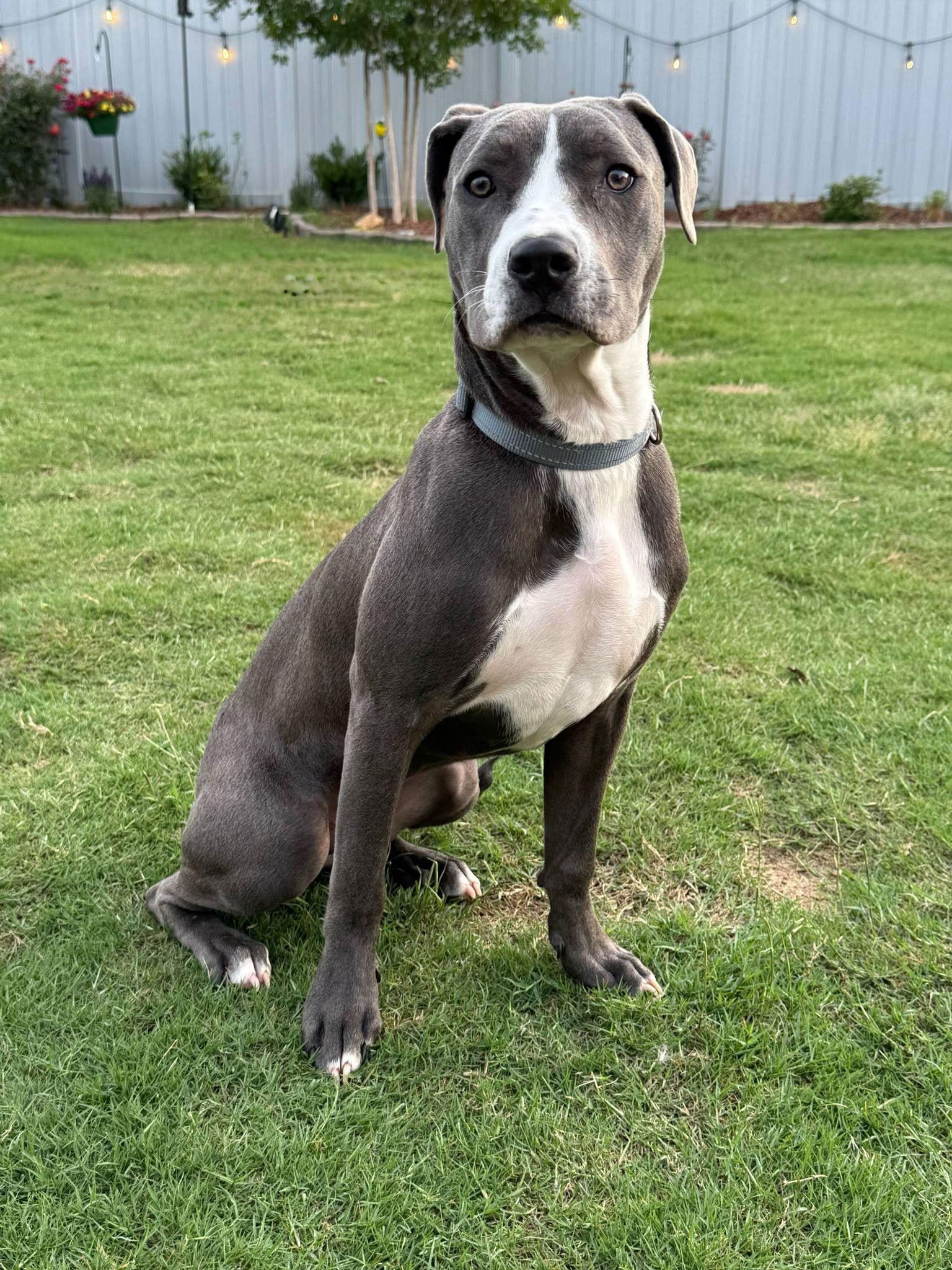 Chuck, a Adoptable Terrier in Greenville, SC image 2/3