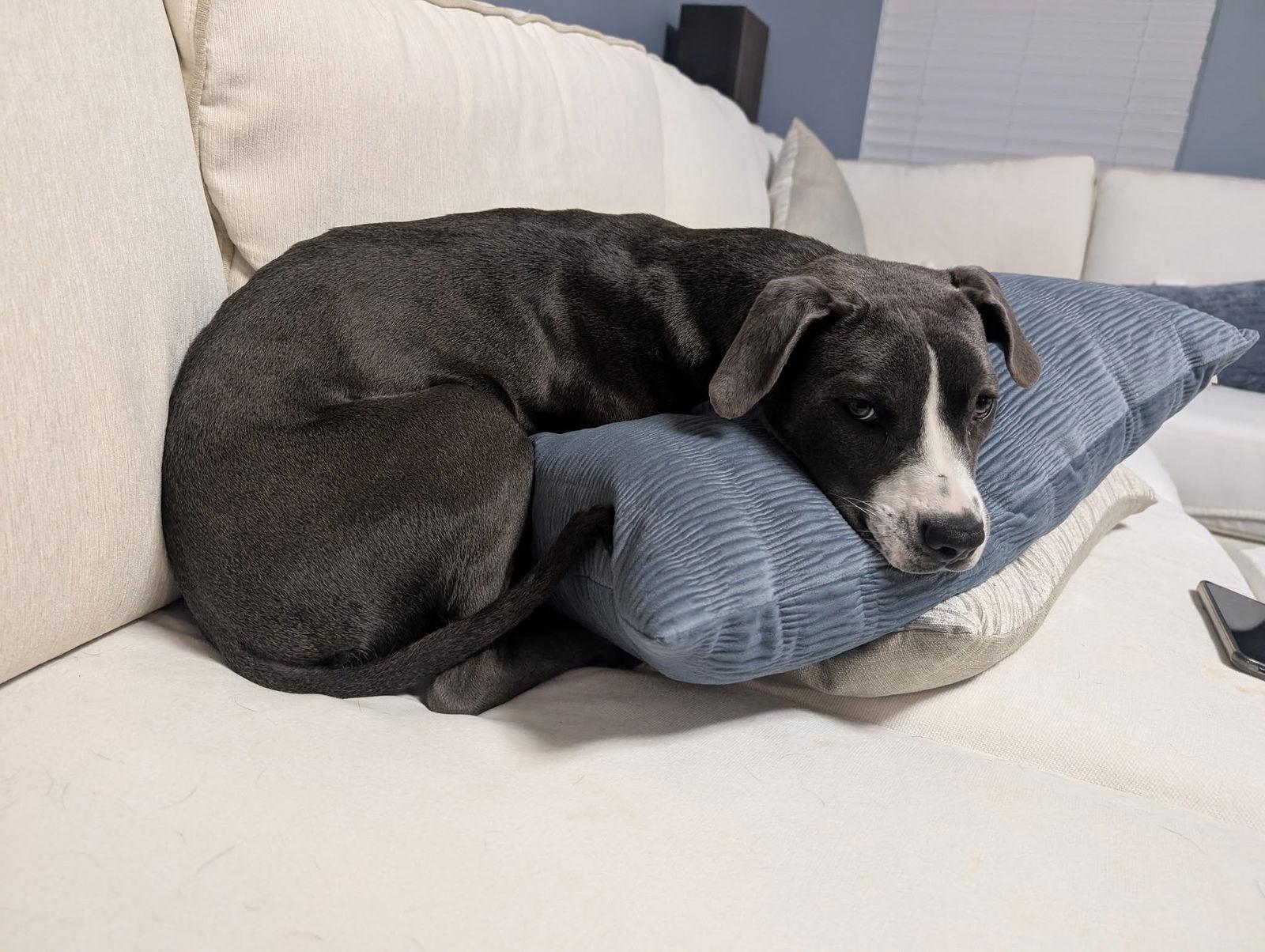 Chuck, a Adoptable Terrier in Greenville, SC image 3/3