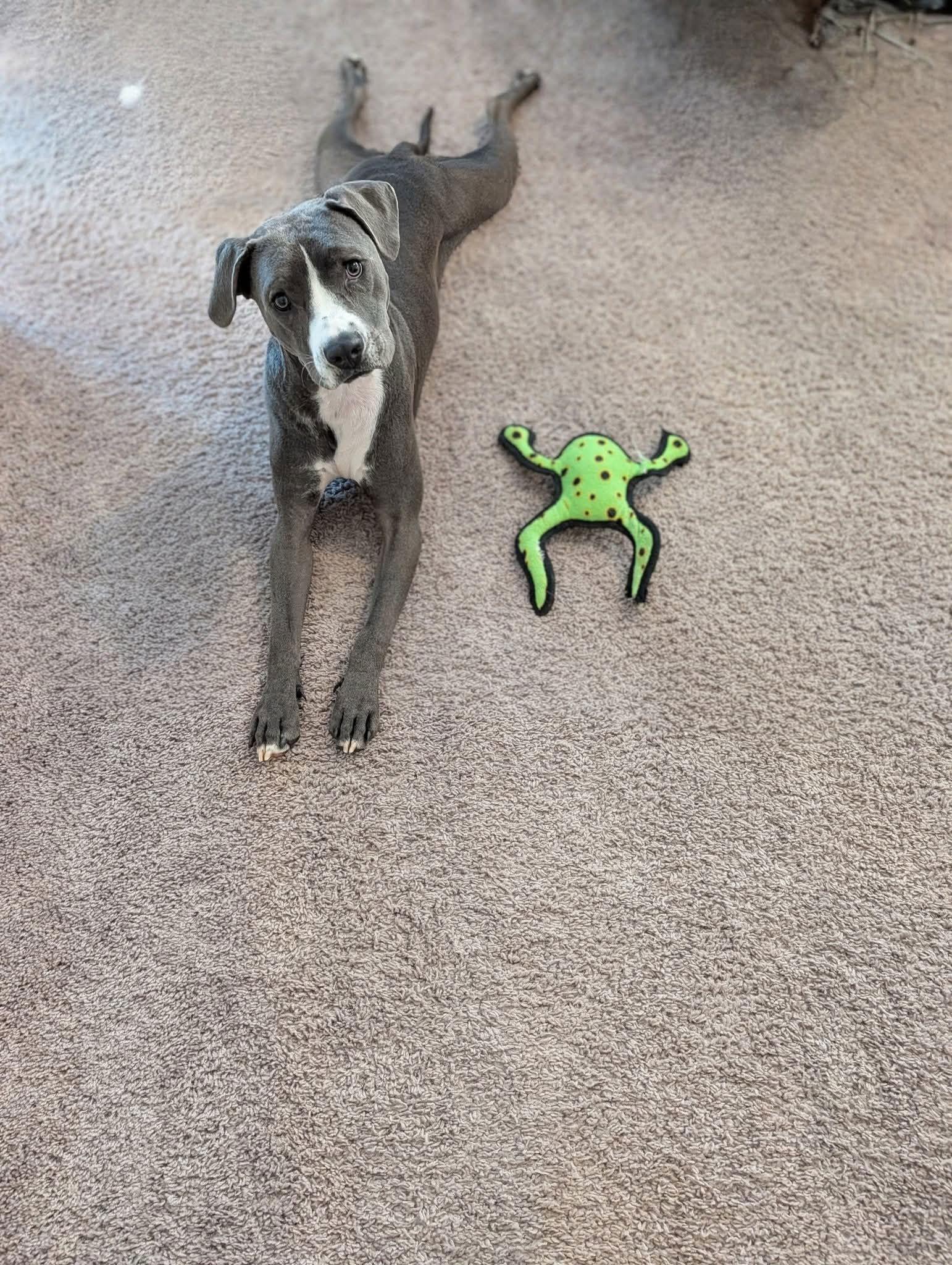 Enlarge Chuck, a Adoptable Terrier in Greenville, SC image 2/3