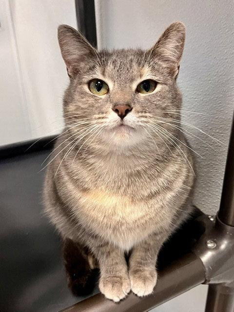 Polly, Adoptable, Adult Female Domestic Short Hair.