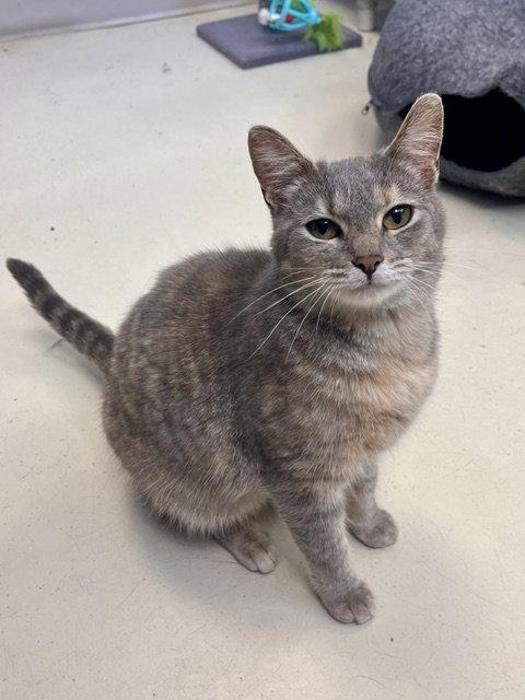 Polly, Adoptable, Adult Female Domestic Short Hair.