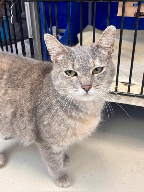 Polly, a Adoptable Domestic Short Hair in Webster, WI image 2/3