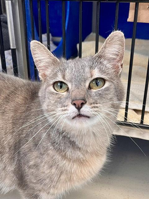 Polly, a Adoptable Domestic Short Hair in Webster, WI image 3/3