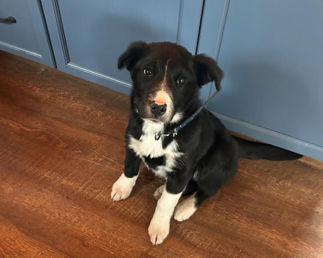 Oreo, a ADOPTABLE mixed breed in Calgary, AB image 3/6