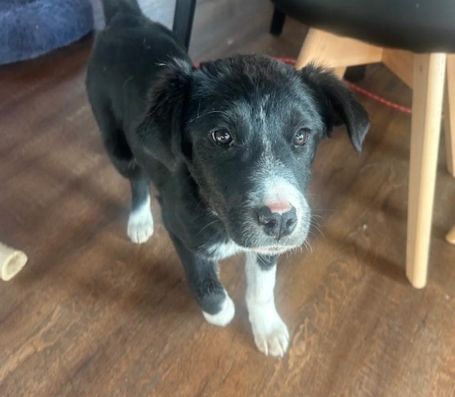 Oreo, a ADOPTABLE mixed breed in Calgary, AB image 4/6