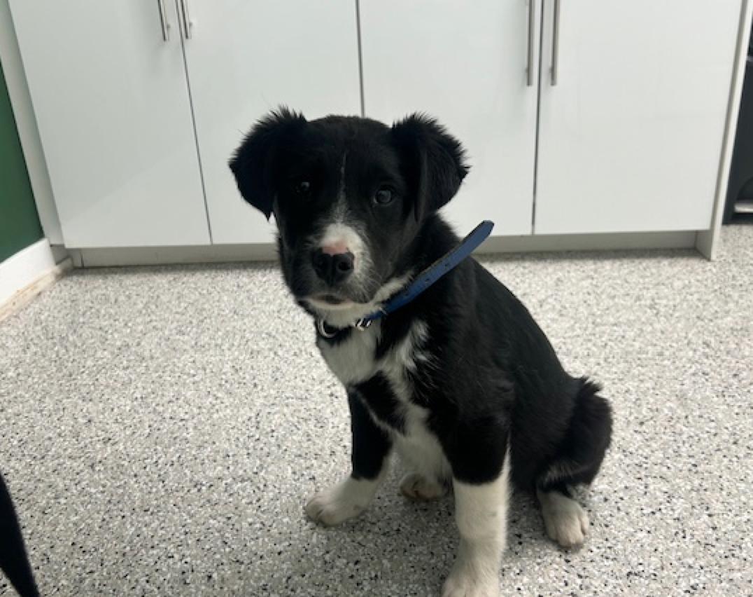 Oreo, a ADOPTABLE mixed breed in Calgary, AB image 6/6