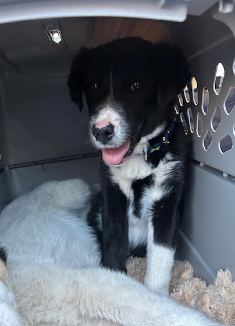 Oreo, a ADOPTABLE mixed breed in Calgary, AB image 5/6