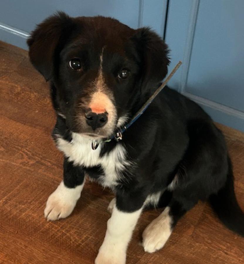 Oreo, a ADOPTABLE mixed breed in Calgary, AB image 2/6