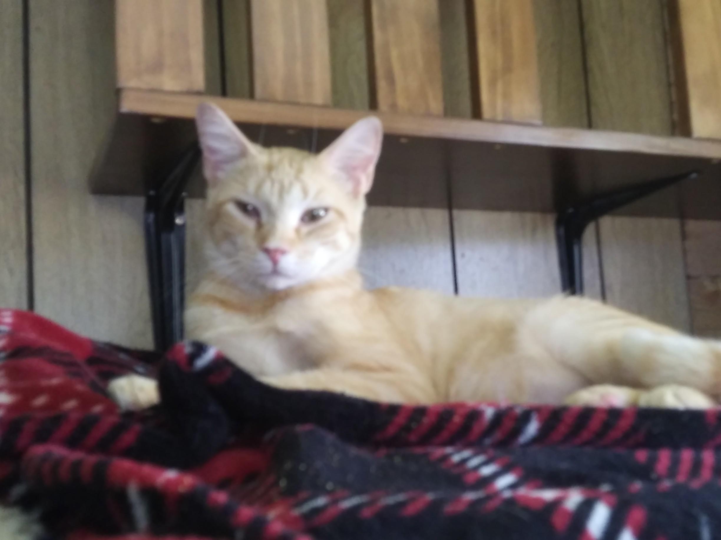 Robin, a Adoptable Domestic Short Hair in Port Wentworth, GA image 2/3