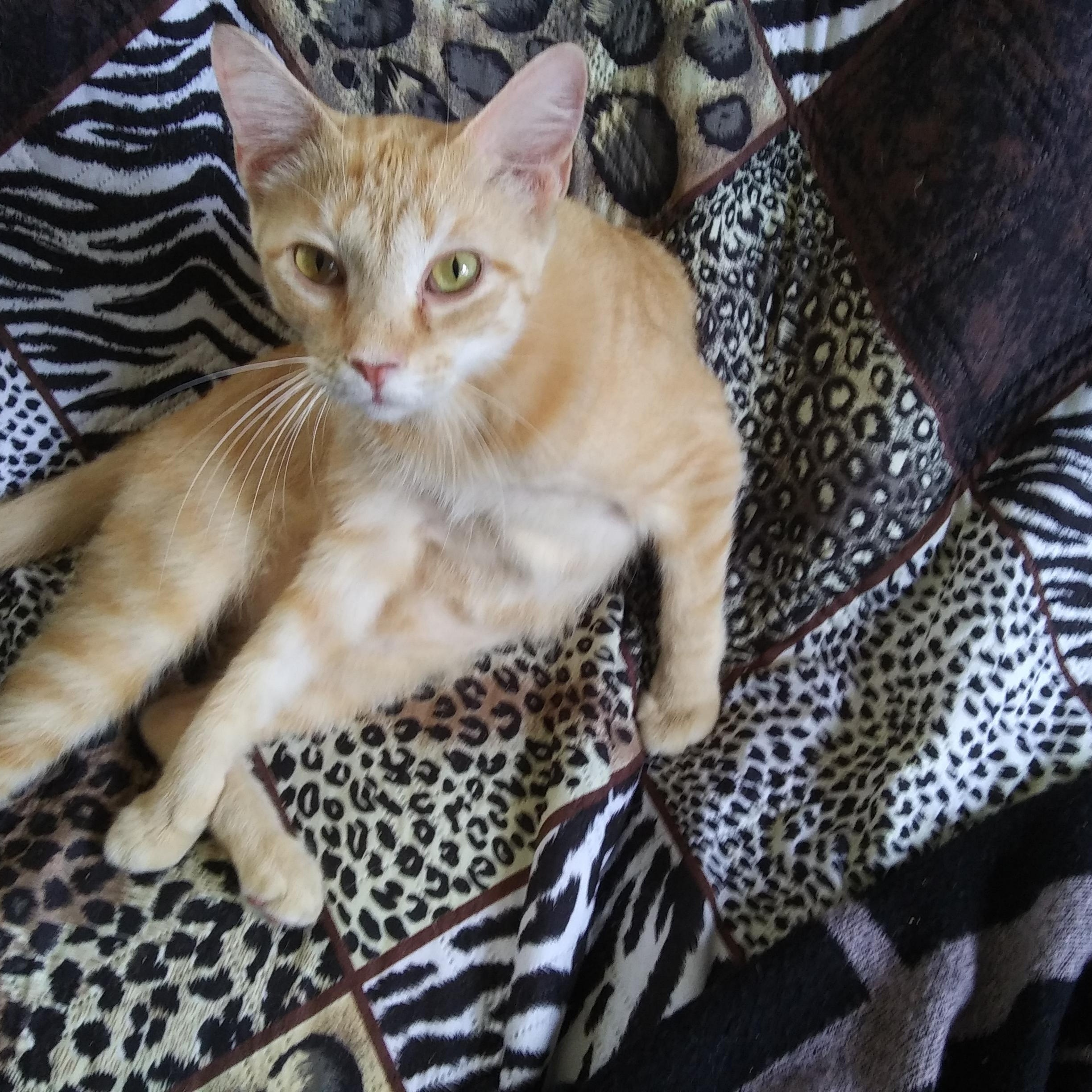 Robin, a Adoptable Domestic Short Hair in Port Wentworth, GA image 3/3