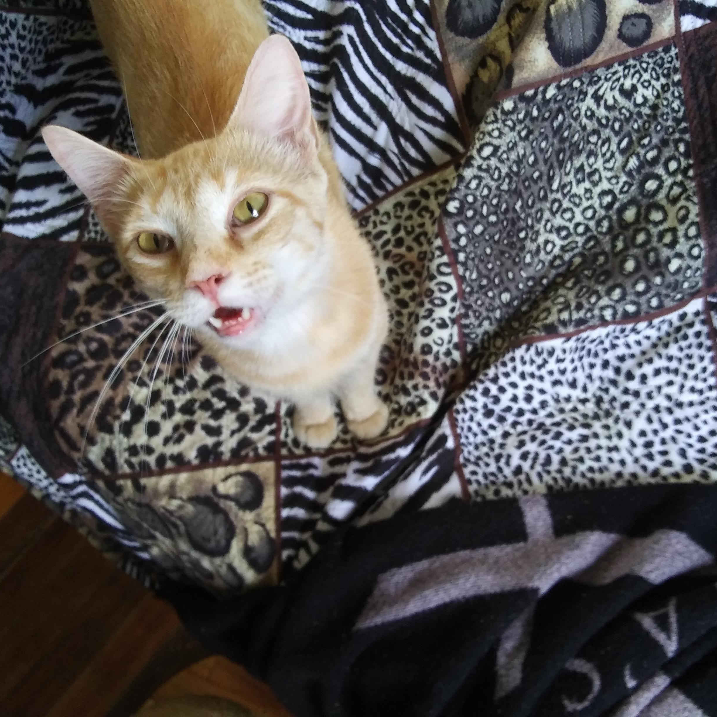 Robin, Adoptable, Young Male Domestic Short Hair.