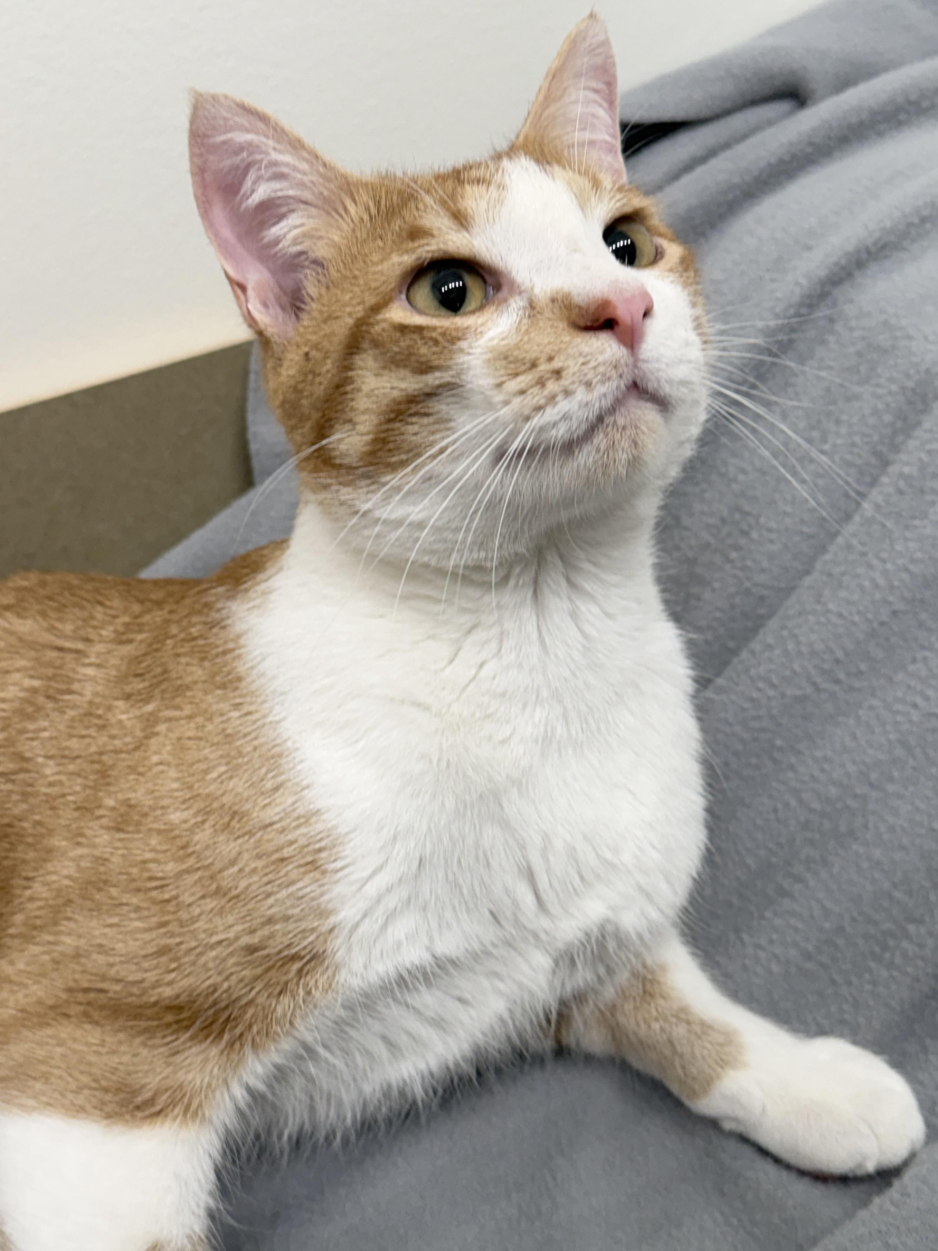 Enlarge Lucky, a ADOPTABLE Domestic Short Hair in Minneapolis, MN image 1/6