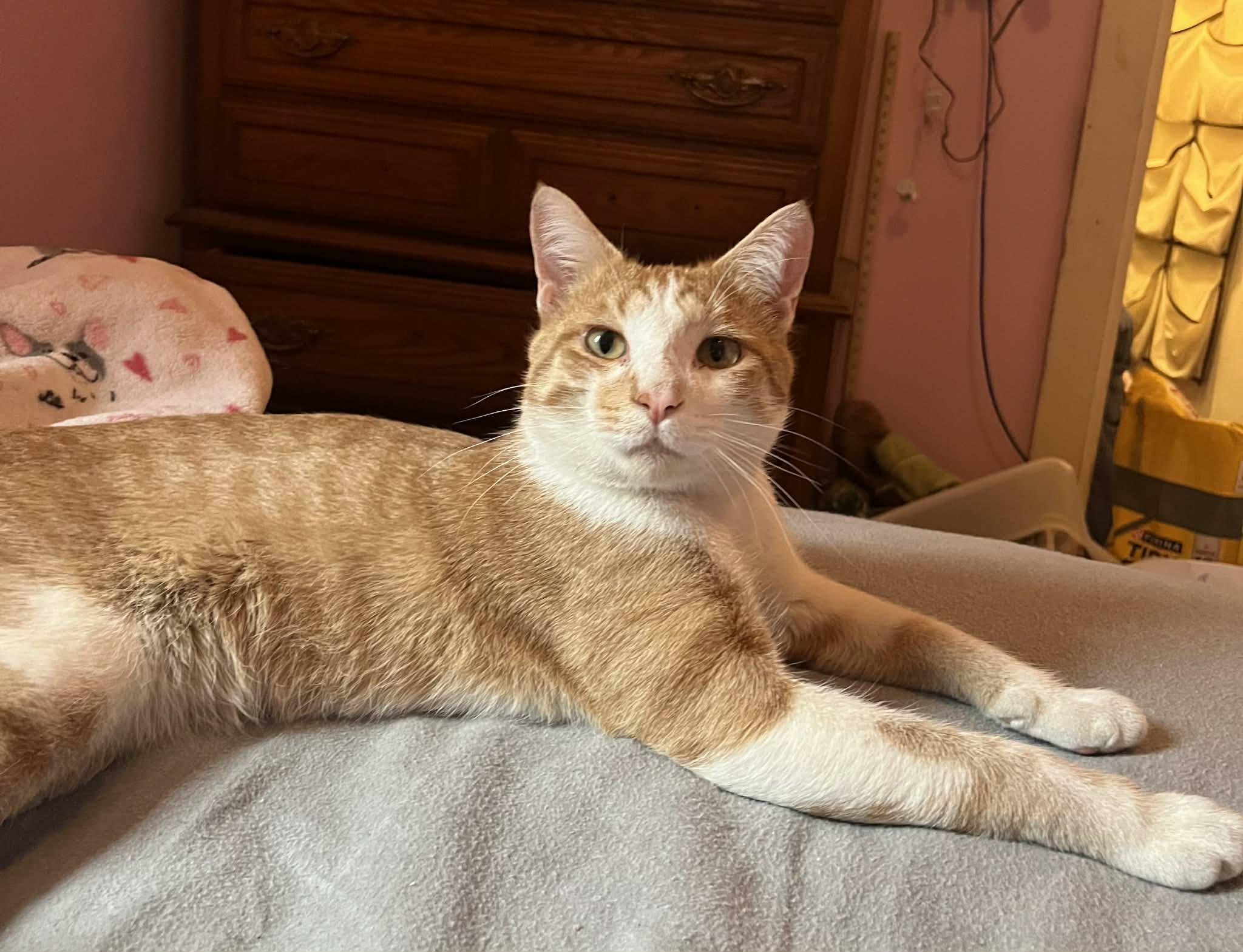 Enlarge Lucky, a ADOPTABLE Domestic Short Hair in Minneapolis, MN image 4/6