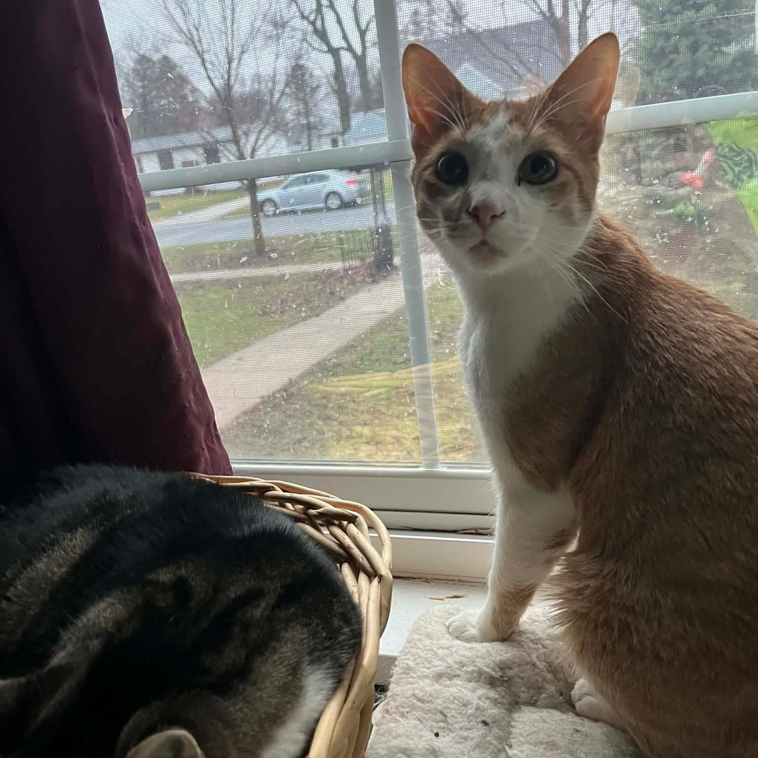 Enlarge Lucky, a ADOPTABLE Domestic Short Hair in Minneapolis, MN image 2/6