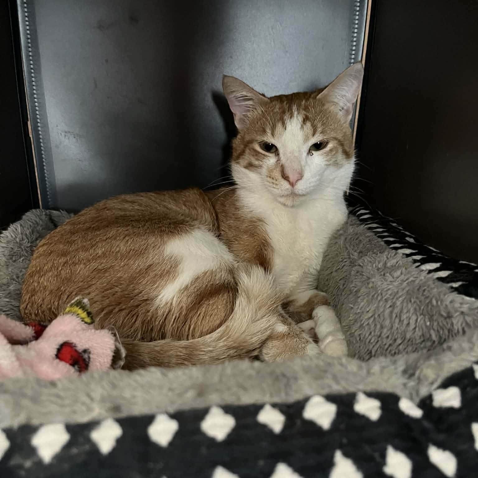 Enlarge Lucky, a ADOPTABLE Domestic Short Hair in Minneapolis, MN image 3/6