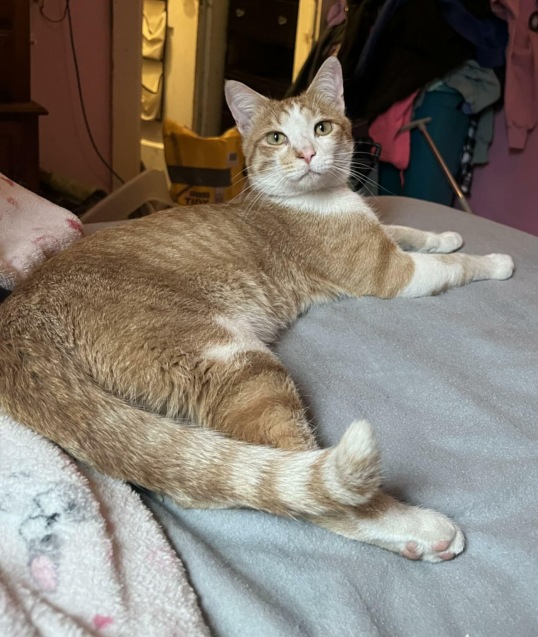 Enlarge Lucky, a ADOPTABLE Domestic Short Hair in Minneapolis, MN image 5/6