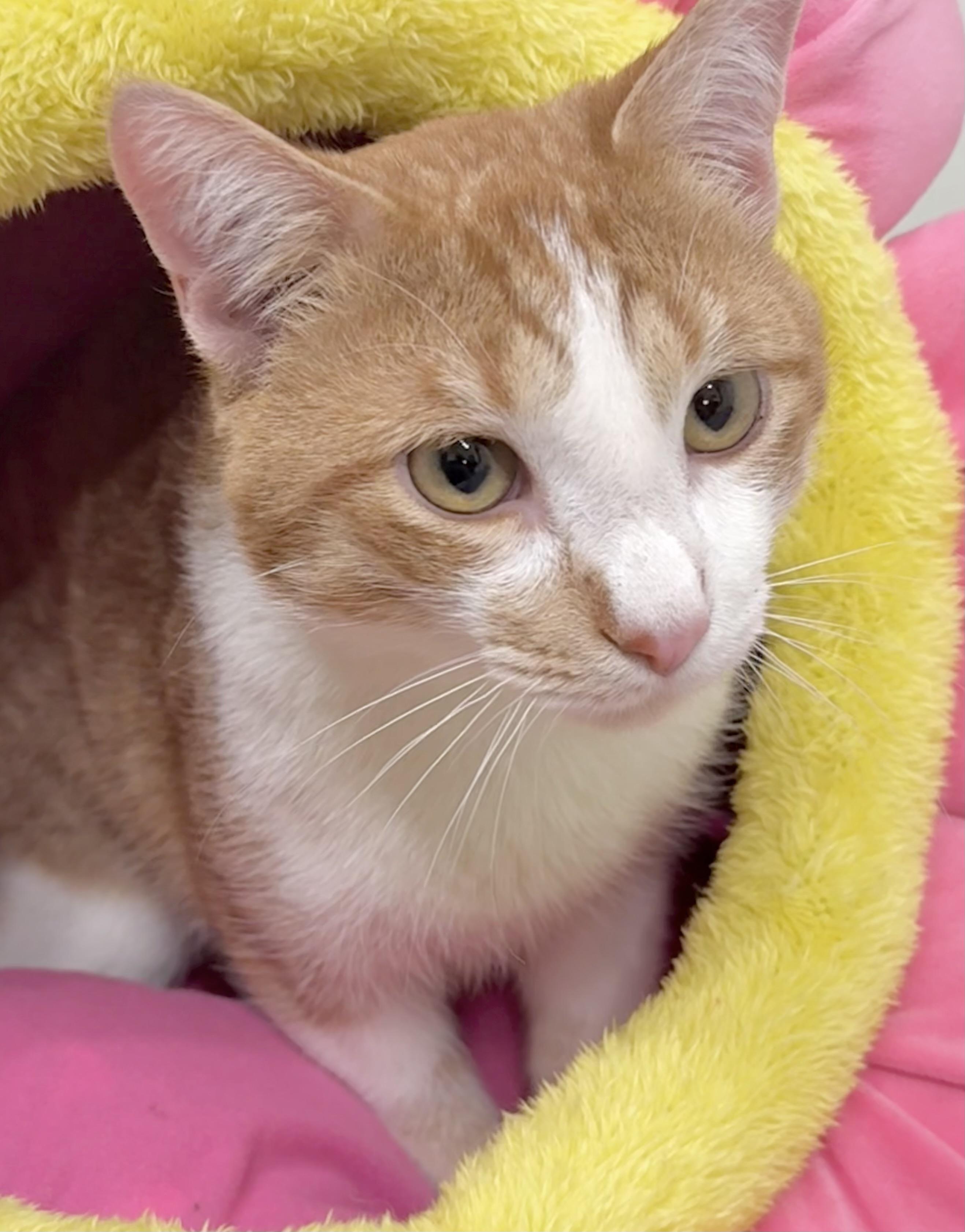 Enlarge Lucky, a ADOPTABLE Domestic Short Hair in Minneapolis, MN image 6/6