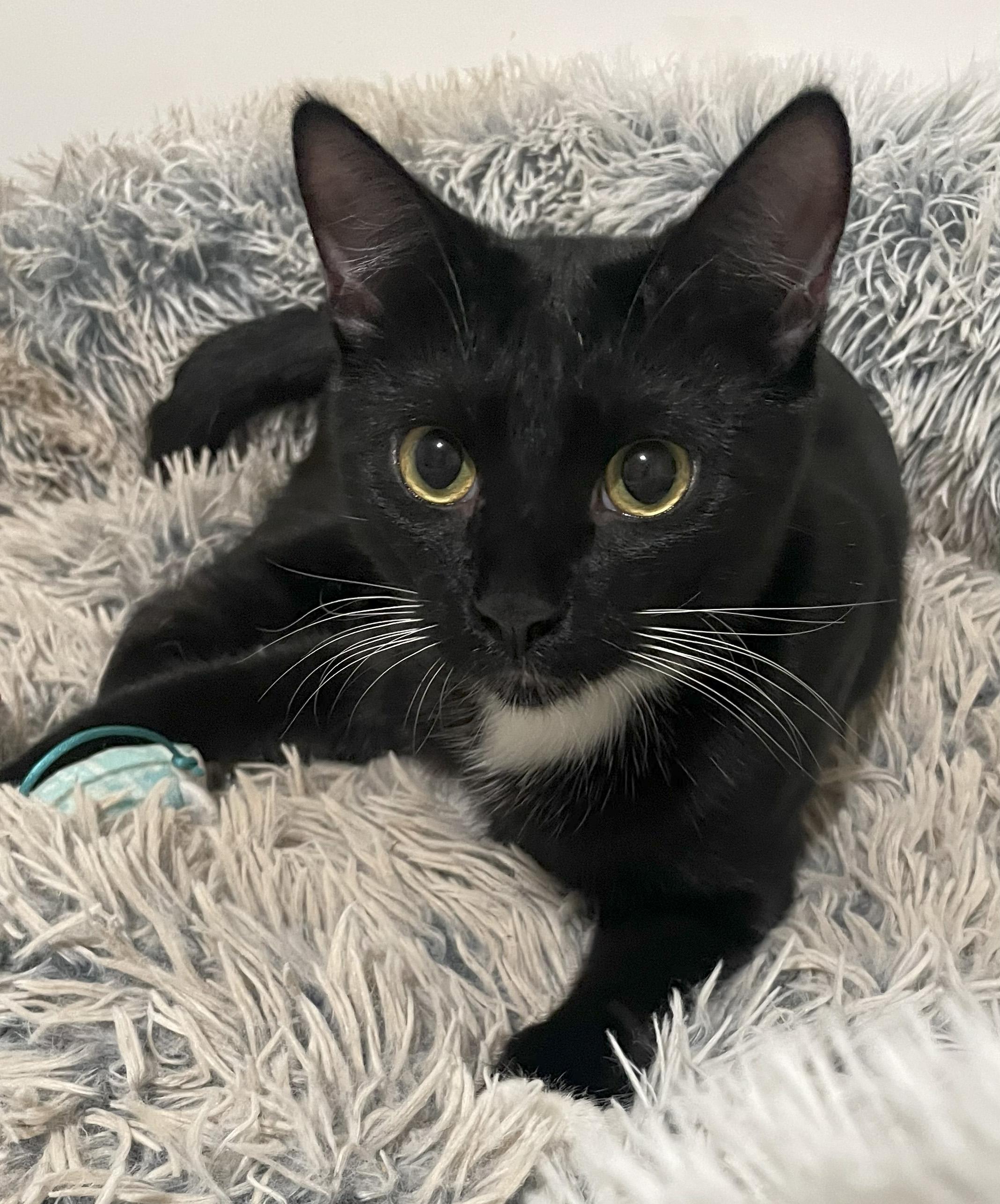 Enlarge Potsticker, a Adoptable Domestic Short Hair in Smyrna, GA image 5/6