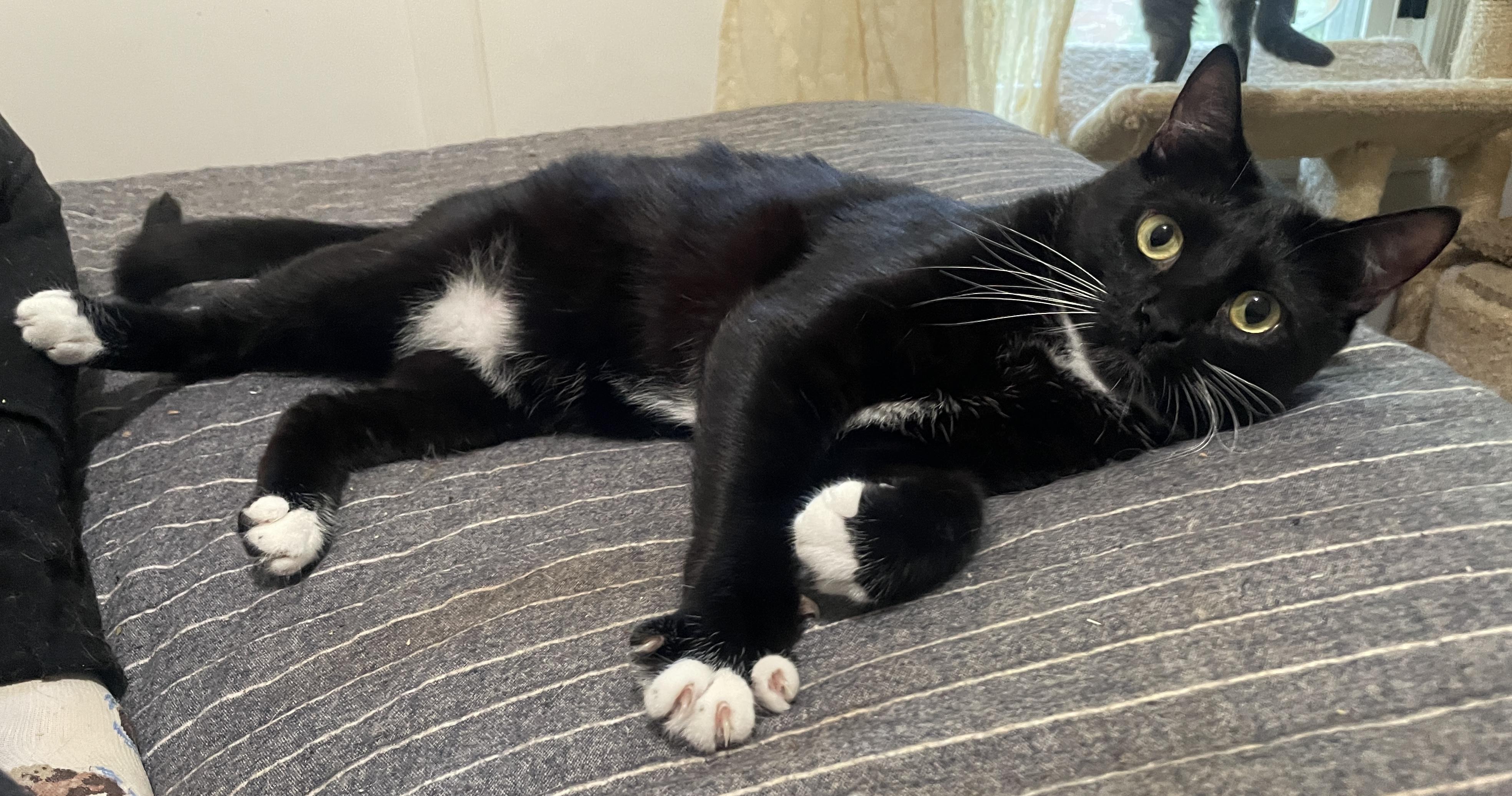 Enlarge Potsticker, a Adoptable Domestic Short Hair in Smyrna, GA image 3/6