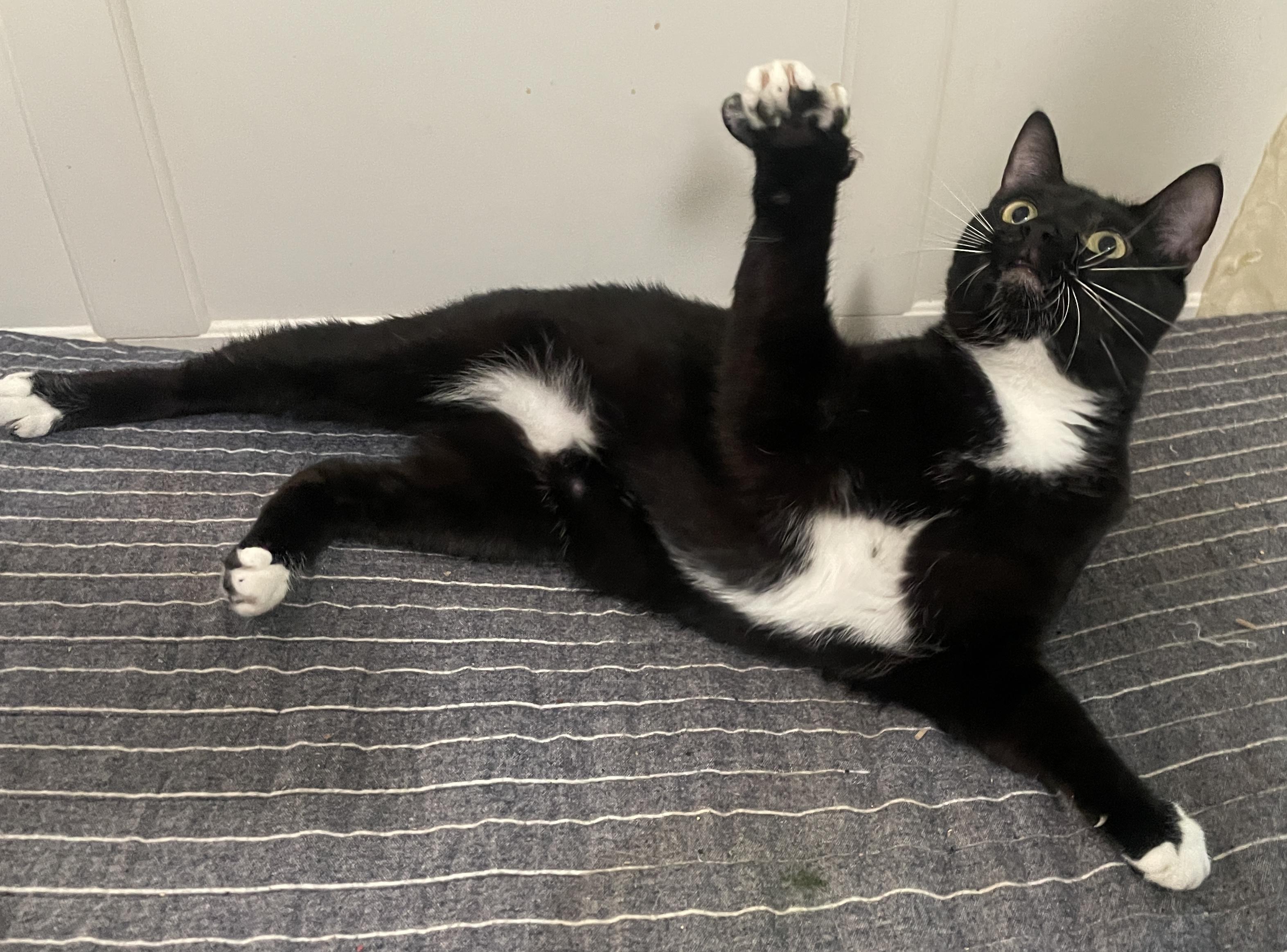 Enlarge Potsticker, a Adoptable Domestic Short Hair in Smyrna, GA image 2/6