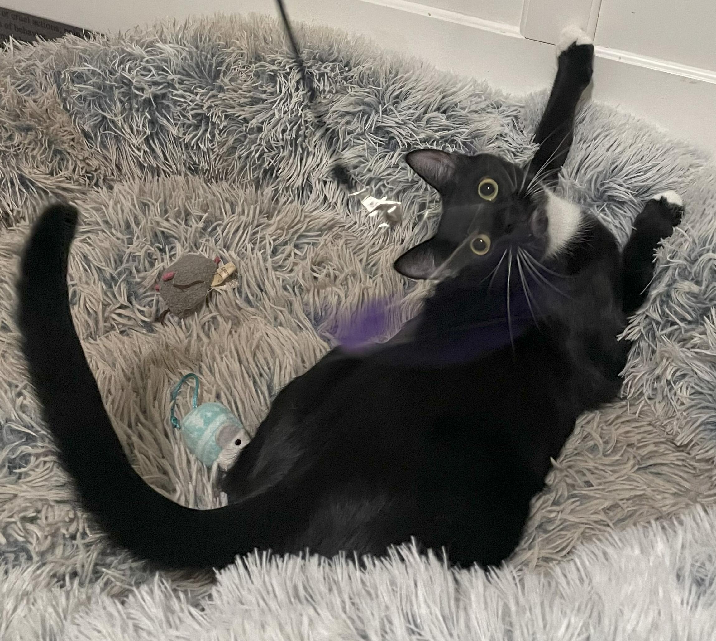 Enlarge Potsticker, a Adoptable Domestic Short Hair in Smyrna, GA image 4/6