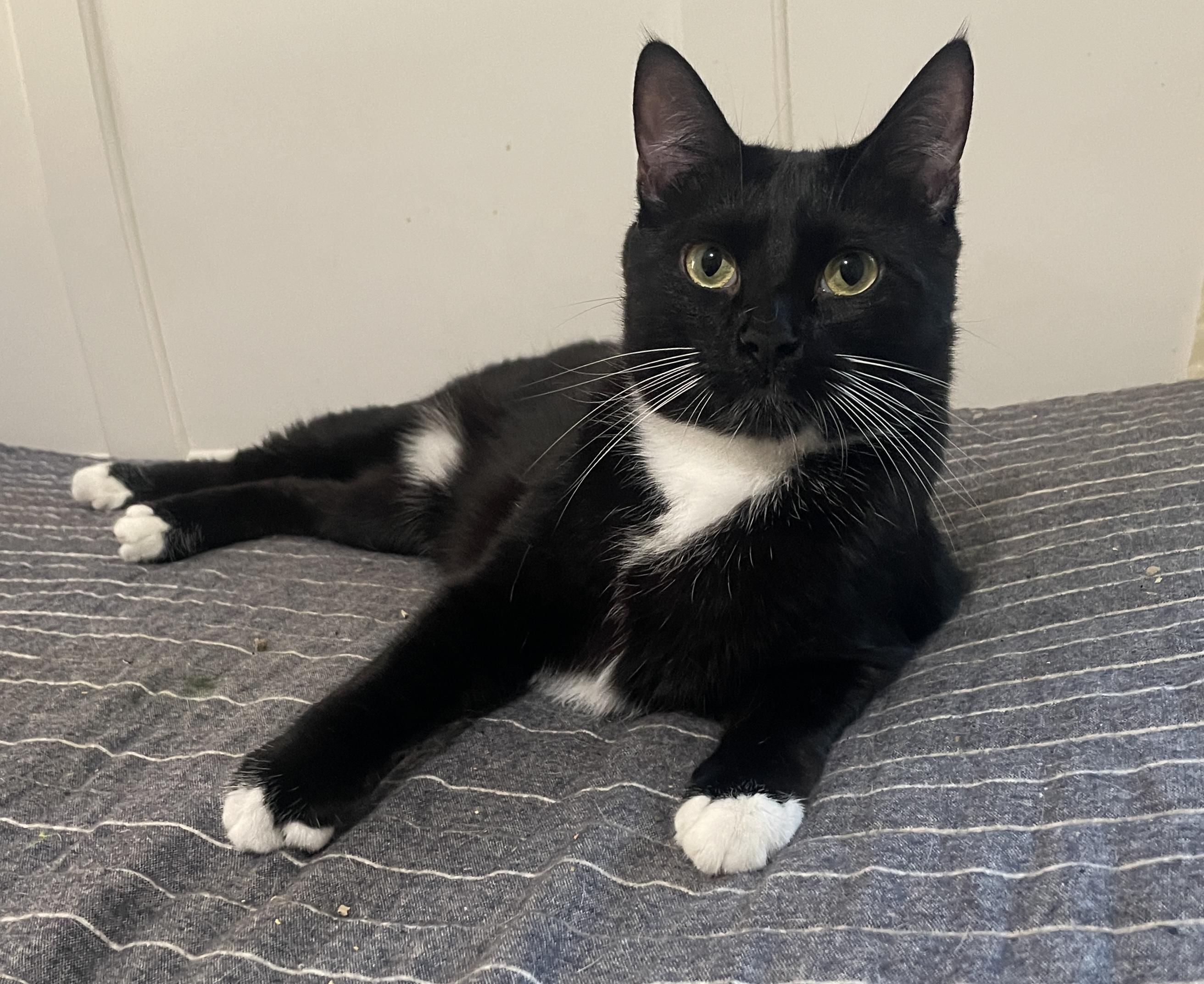 Enlarge Potsticker, a Adoptable Domestic Short Hair in Smyrna, GA image 1/6