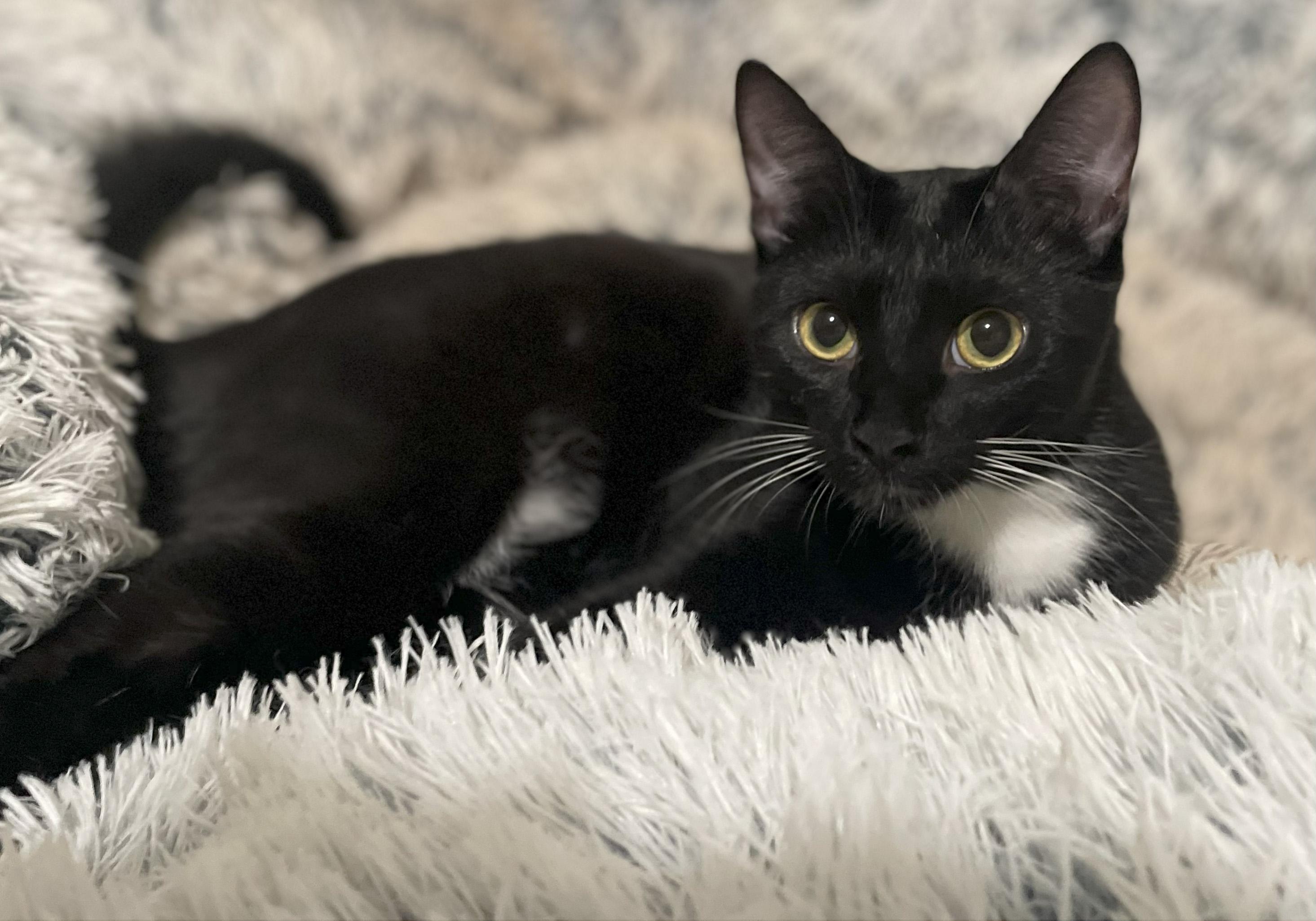 Enlarge Potsticker, a Adoptable Domestic Short Hair in Smyrna, GA image 6/6