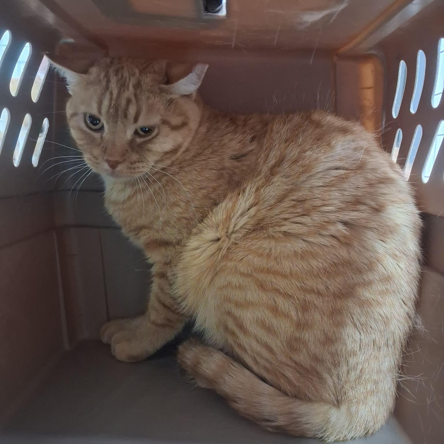 Enlarge Yam, a ADOPTABLE Domestic Short Hair in Roosevelt, UT image 3/3