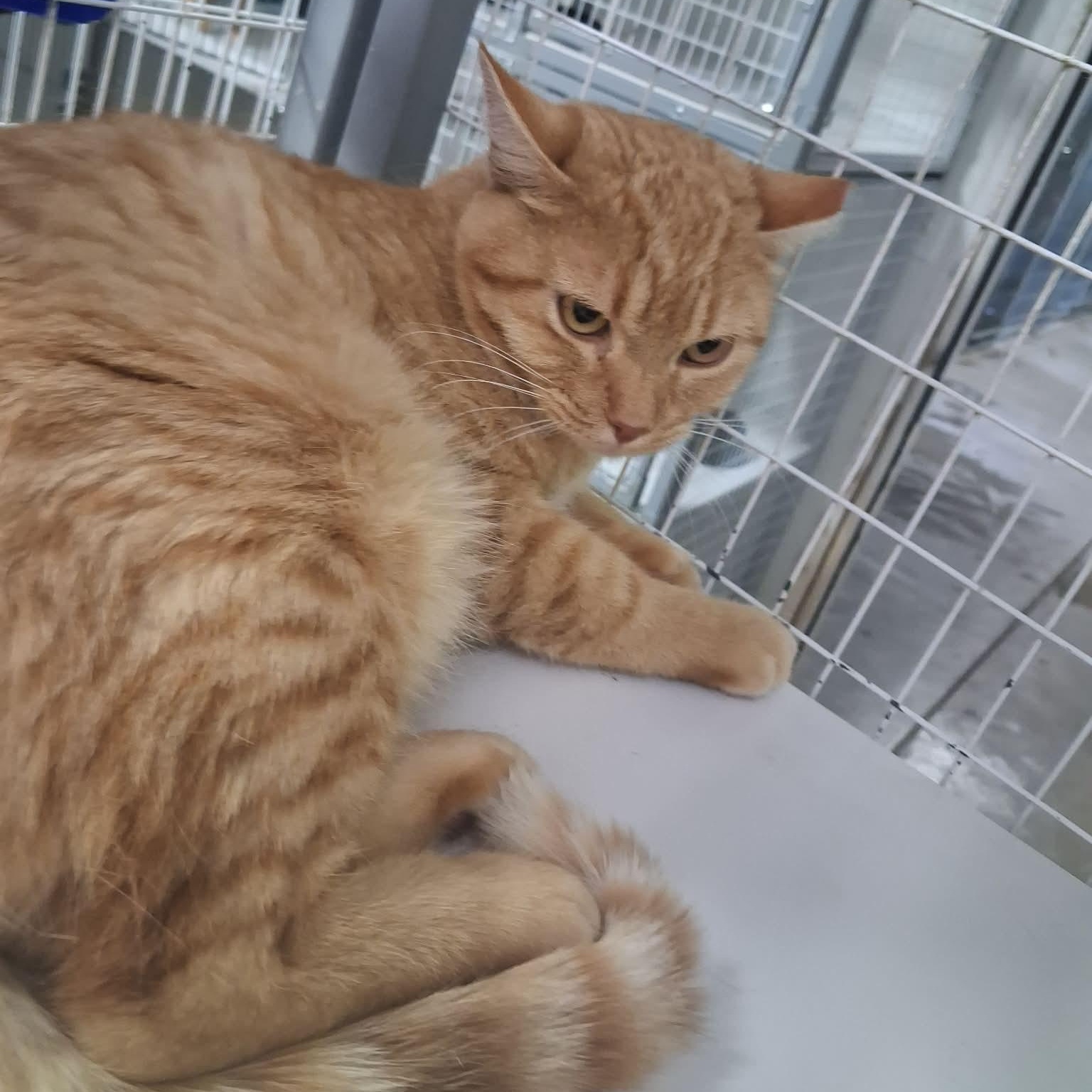 Enlarge Yam, a ADOPTABLE Domestic Short Hair in Roosevelt, UT image 2/3