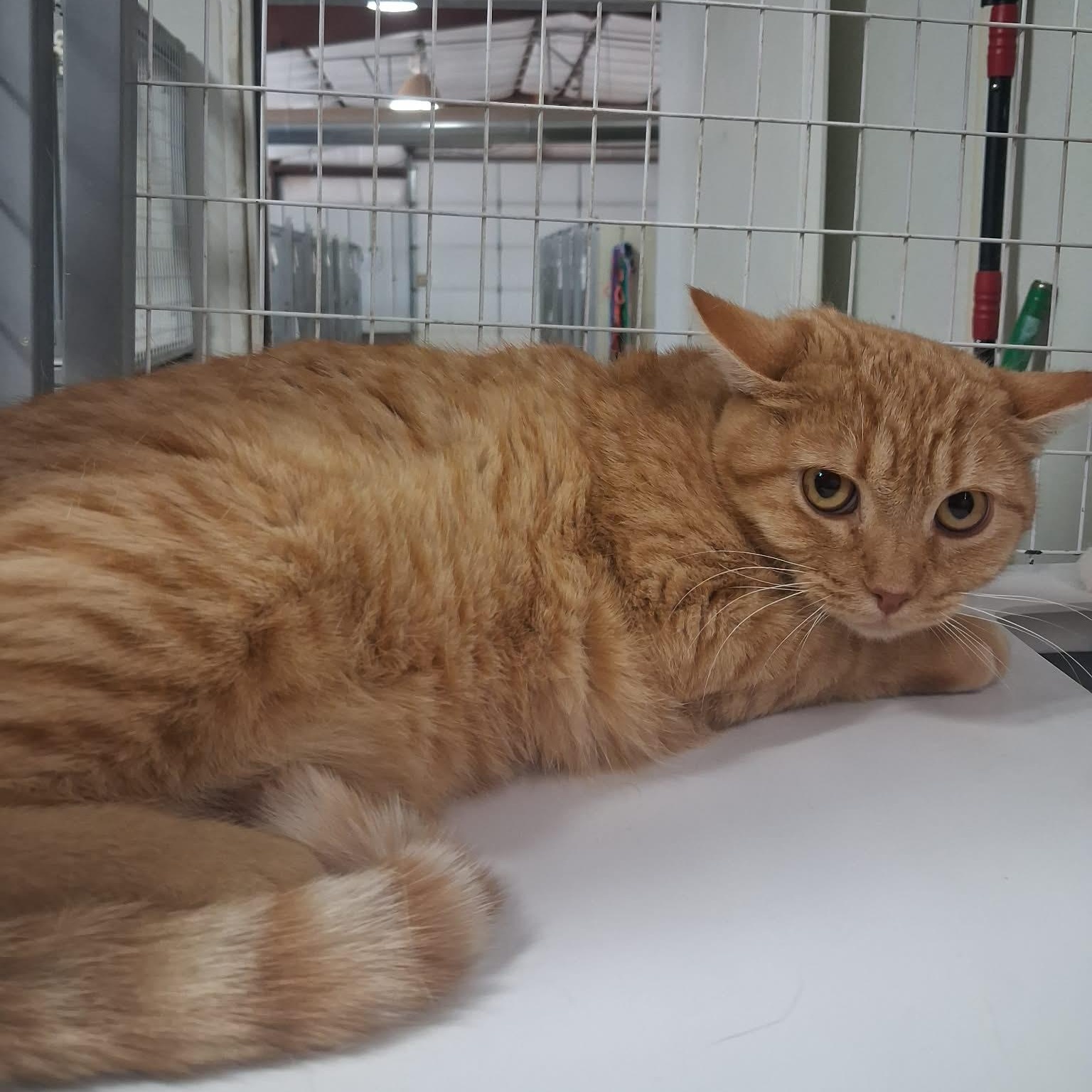 Enlarge Yam, a ADOPTABLE Domestic Short Hair in Roosevelt, UT image 1/3