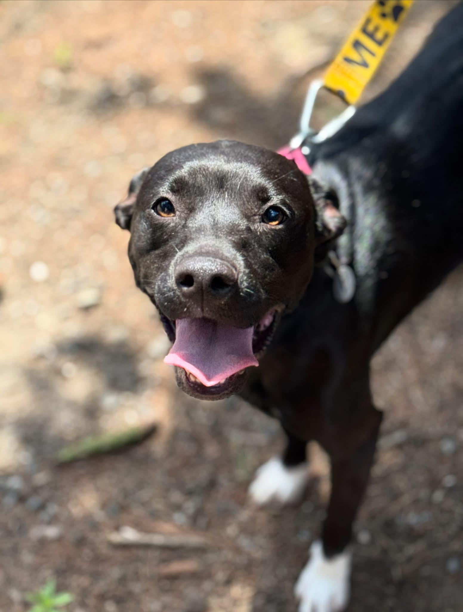 Kiki, adopted, Young Female Black Labrador Retriever & Pit Bull Terrier.