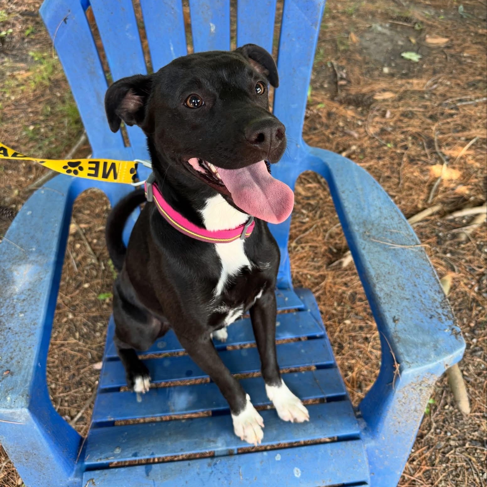 Enlarge Kiki, an adopted mixed breed in Mahwah, NJ image 2/6