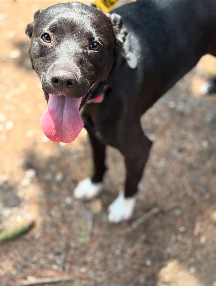Enlarge Kiki, an adopted mixed breed in Mahwah, NJ image 3/6