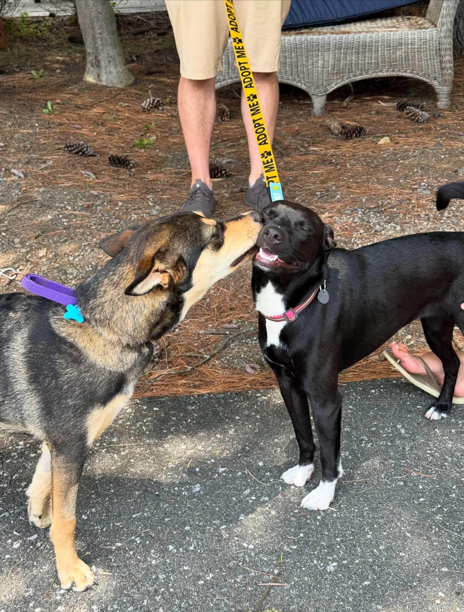 Enlarge Kiki, an adopted mixed breed in Mahwah, NJ image 4/6