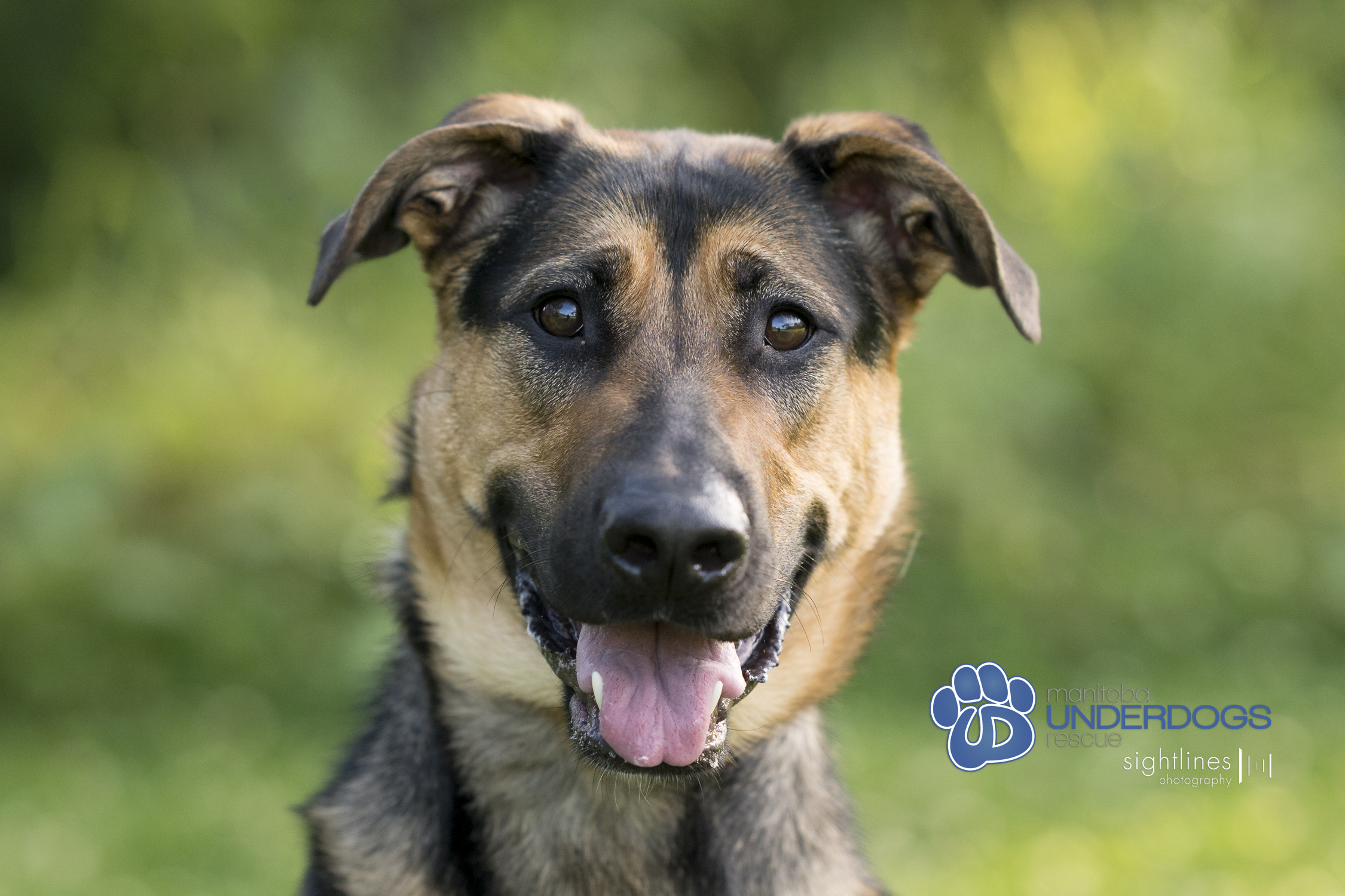 Teylu, a Adoptable mixed breed in Winnipeg, MB image 3/4