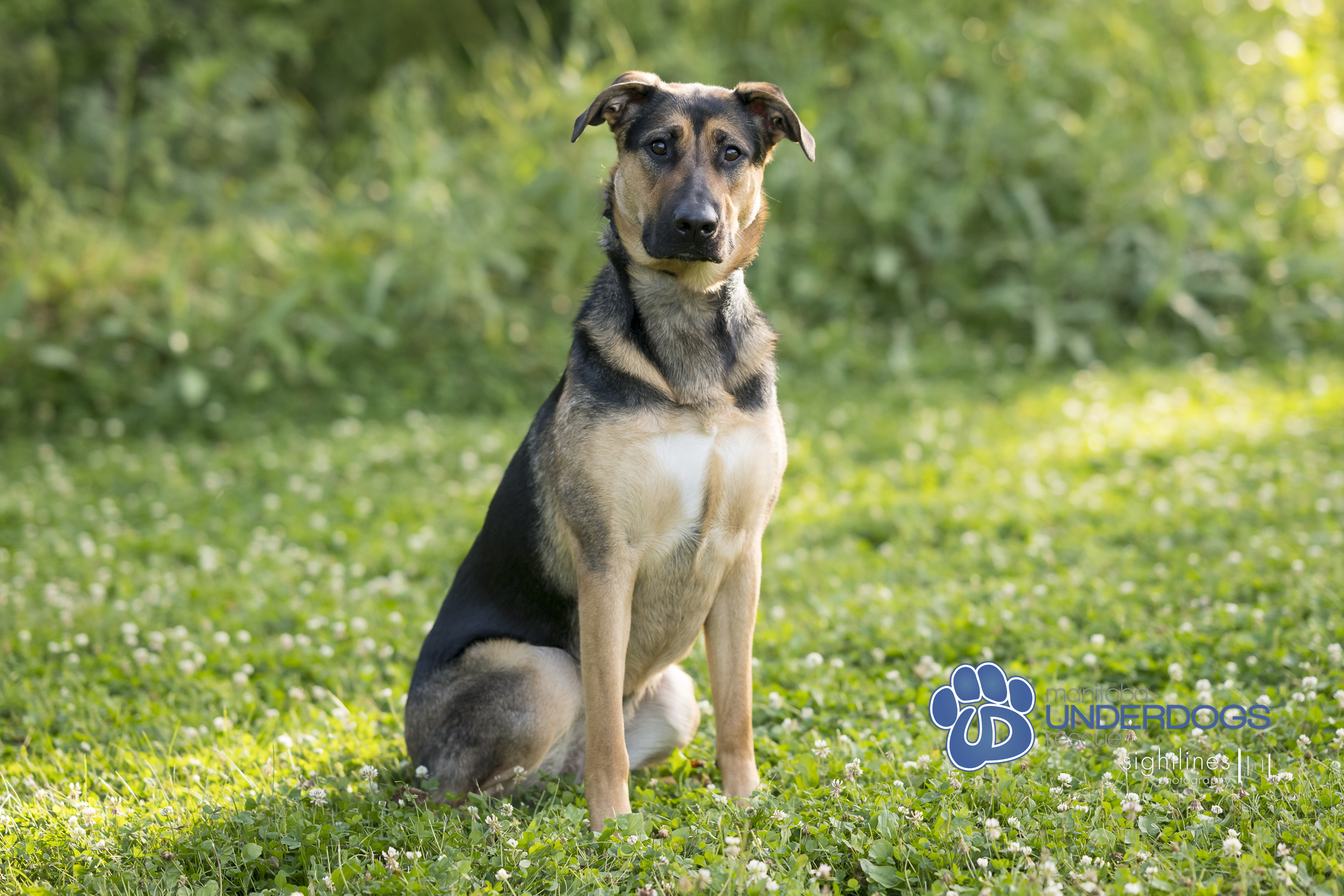 Teylu, a Adoptable mixed breed in Winnipeg, MB image 1/4