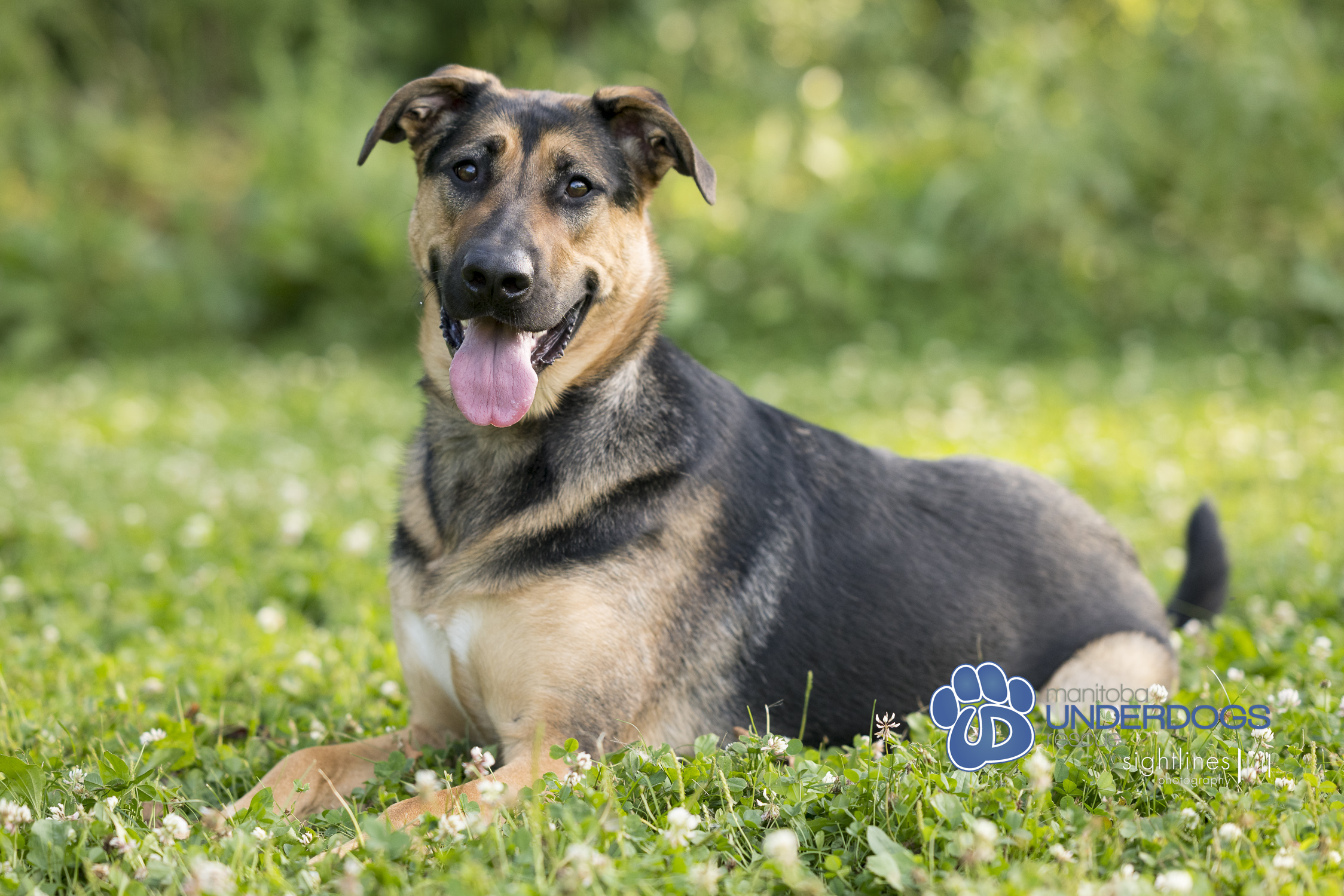Teylu, a Adoptable mixed breed in Winnipeg, MB image 4/4