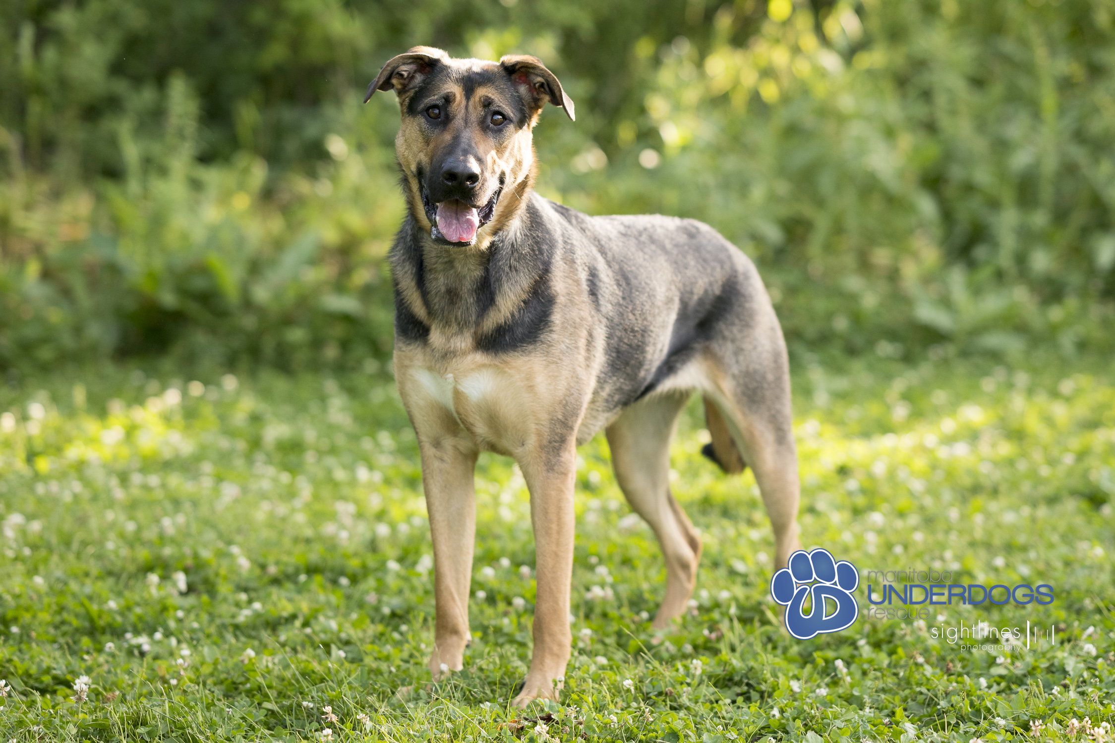 Teylu, a Adoptable mixed breed in Winnipeg, MB image 2/4