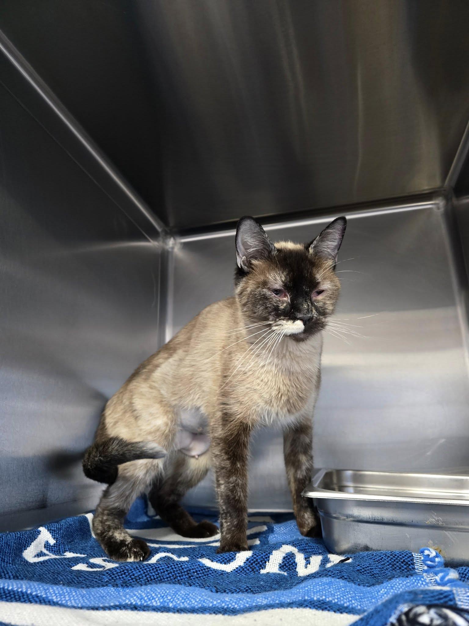 Enlarge Yara, a ADOPTABLE mixed breed in Prineville, OR image 1/1